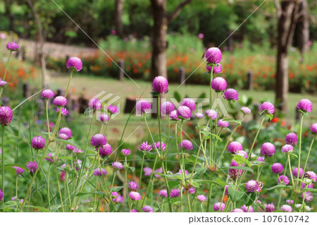 Satoyama Garden Festa Stroll 2023 107610742