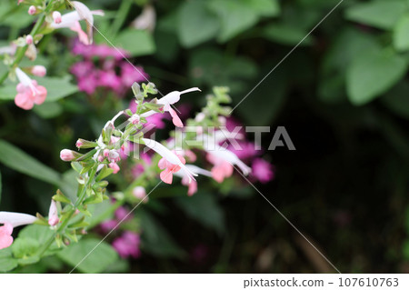 里山花園節散步2023 107610763