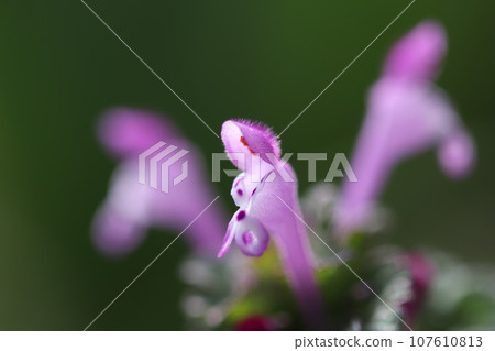 Up flower of Hotokenoza Up flower of Hotokenoza 107610813