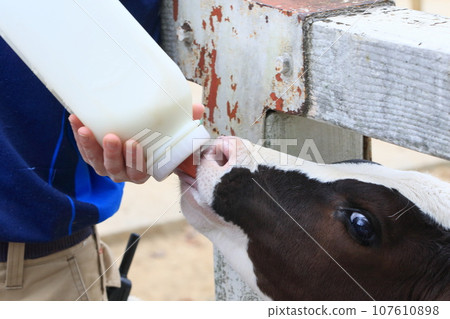 用母乳餵養小牛 107610898