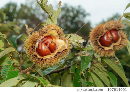 Autumn taste chestnuts growing on a tree Autumn taste chestnuts growing on a tree 107611001
