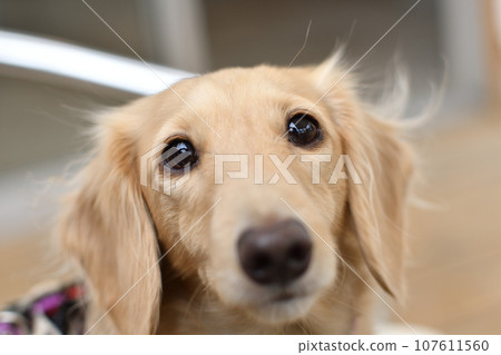A dog staring at me with round eyes 107611560