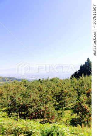 Apple orchard on the outskirts of Nagano City 107611607