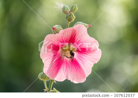 Pink flowers of Hibiscus moscheutos plant close-up. Hibiscus moscheutos, swamp hibiscus, 107612037