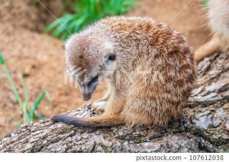 Meerkat, Suricata suricatta, on hind legs. Portrait of meerkat standing on hind legs with alert expression. Portrait of a funny meerkat sitting on its hind legs. Meerkat, Suricata suricatta, on hind legs. Portrait of meerkat standing on hind legs with alert expression. Portrait of a funny meerkat sitting on its hind legs. 107612038