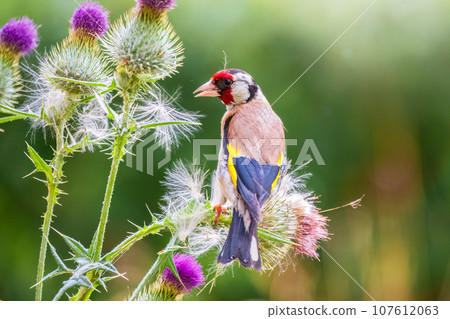 European goldfinch, feeding on the seeds of thistles. Carduelis carduelis. European goldfinch, feeding on the seeds of thistles. Carduelis carduelis. 107612063