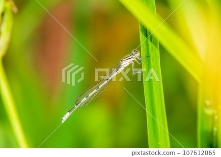 Small dragonfly Enallagma cyathigerum, the common blue damselfly, female. on a blade of grass Small dragonfly Enallagma cyathigerum, the common blue damselfly, female. on a blade of grass 107612065