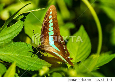 Bluebottle butterfly perching on a leaf 107612121