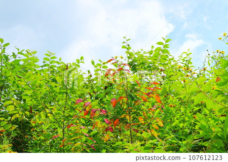 Flowers and plants of the Togakushi area in August Colored paper woven with flowers and plants Flowers and plants of the Togakushi area in August Colored paper woven with flowers and plants 107612123