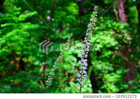Flowers and plants of the Togakushi area in August Colored paper woven with flowers and plants Flowers and plants of the Togakushi area in August Colored paper woven with flowers and plants 107612273