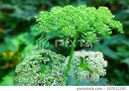 八月戶隱地區的花草 用花草編織的彩紙 107612295