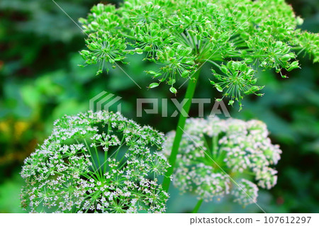 八月戶隱地區的花草 用花草編織的彩紙 107612297