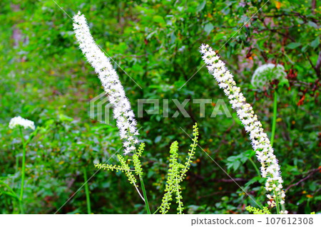 八月戶隱地區的花草 用花草編織的彩紙 107612308
