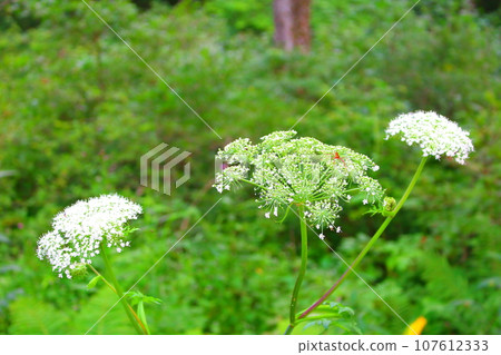 八月戶隱地區的花草 用花草編織的彩紙 107612333