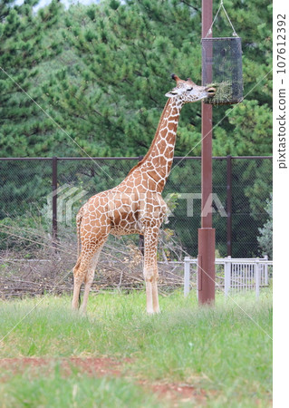 吃食物的長頸鹿,網紋長頸鹿 吃食物的長頸鹿,網紋長頸鹿 107612392