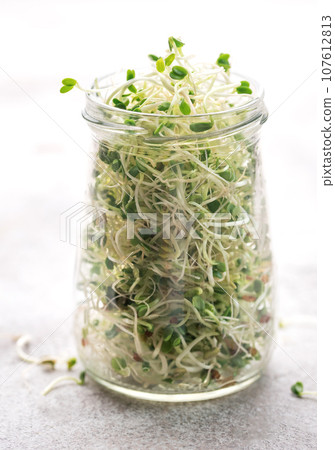 Microgreens grown in a jar. 107612813