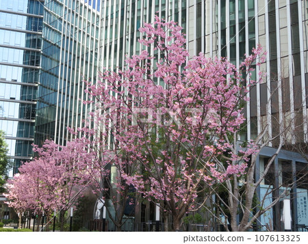 櫻花綠樹成蔭的辦公區 107613325