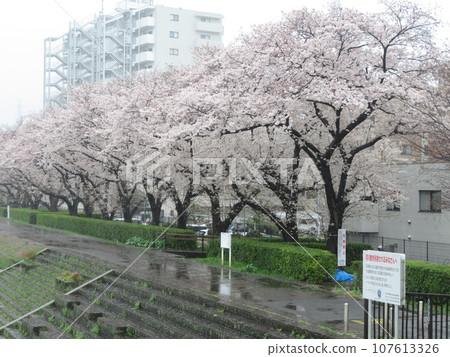 Row of cherry trees 107613326