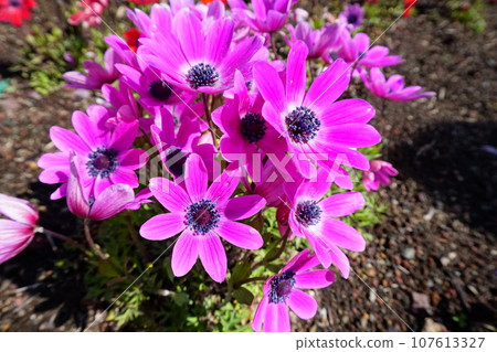 山梨縣11 107613327