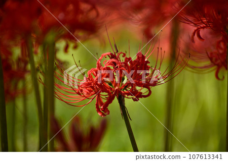 春分前後盛開的鮮紅色彼岸花。 107613341