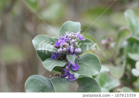 Purple flowers on the coast, Hamagou 107613359