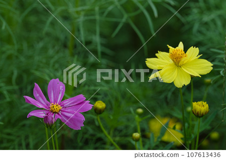 秋天有色的常春藤 107613436