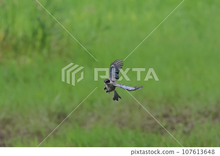 The flight of a longtail changing direction 107613648