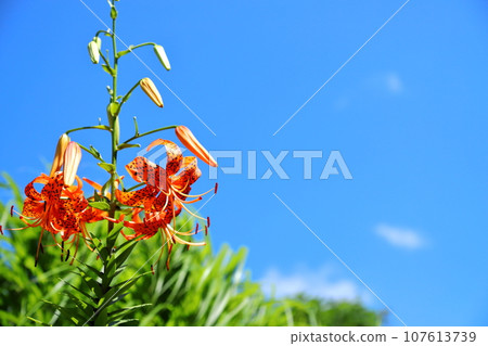 Tiger lily Oni lily Blue sky background Tiger lily Oni lily Blue sky background 107613739