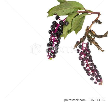 Pokeberry berries Pokeberry berries 107614132