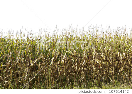 Corn field 107614142