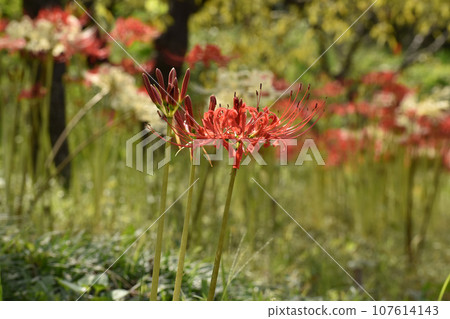 A bright red Higanbana that blooms around the time of the equinox. 107614143