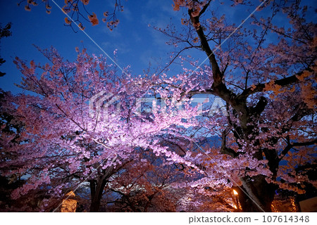 關東地區，小田原城，夜晚的櫻花，二之丸廣場的一排櫻花樹，仰望燈光閃爍的櫻花，神奈川縣小田原市（1） 107614348