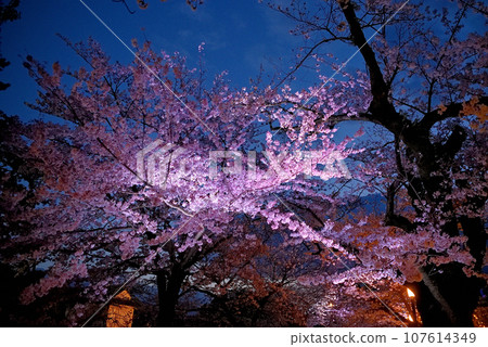 關東地區,小田原城,夜晚的櫻花,二之丸廣場的一排櫻花樹,仰望燈光閃爍的櫻花,神奈川縣小田原市(2) 關東地區,小田原城,夜晚的櫻花,二之丸廣場的一排櫻花樹,仰望燈光閃爍的櫻花,神奈川縣小田原市(2) 107614349