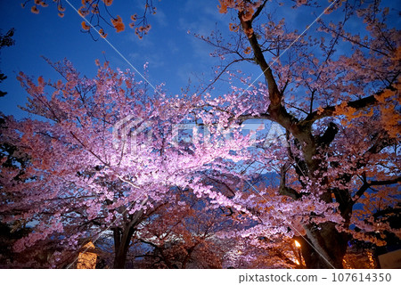 關東地區,小田原城,夜晚的櫻花,二之丸廣場的一排櫻花樹,仰望燈光閃爍的櫻花,神奈川縣小田原市(3) 關東地區,小田原城,夜晚的櫻花,二之丸廣場的一排櫻花樹,仰望燈光閃爍的櫻花,神奈川縣小田原市(3) 107614350