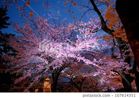 關東地區,小田原城,夜晚的櫻花,二之丸廣場的一排櫻花樹,仰望燈光閃爍的櫻花,神奈川縣小田原市(4) 關東地區,小田原城,夜晚的櫻花,二之丸廣場的一排櫻花樹,仰望燈光閃爍的櫻花,神奈川縣小田原市(4) 107614351