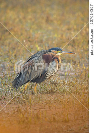 purple heron or ardea purpurea fine art closeup or portrait in winter season sunrise light at keoladeo national park or bharatpur bird sanctuary rajasthan india asia 107614597