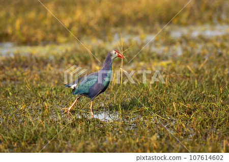 Western swamphen or Purple Moorhen or Porphyrio porphyrio bird closeup or portrait in winter season evening light at wetland of keoladeo national park or bharatpur bird sanctuary rajasthan india asia 107614602