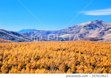 Autumn leaves in Karamatsu forest and Kurumayama 107614621