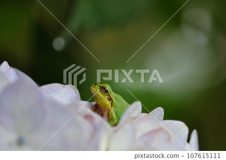 Frog resting on a hydrangea flower Frog resting on a hydrangea flower 107615111