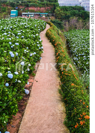 Hydrangea flowers and Pyrostegia venusta on pathway in the city of Da Lat in Vietnam Hydrangea flowers and Pyrostegia venusta on pathway in the city of Da Lat in Vietnam 107615164
