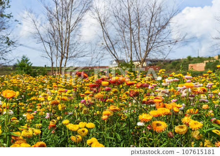 Field of Xerochrysum bracteatum, commonly known as the golden everlasting or strawflower Field of Xerochrysum bracteatum, commonly known as the golden everlasting or strawflower 107615181