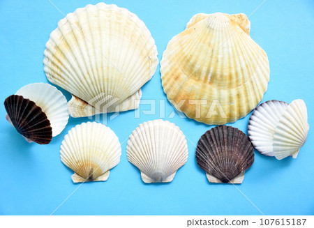Japanese sea scallop seashells on a blue background. close-up Japanese sea scallop seashells on a blue background. close-up 107615187