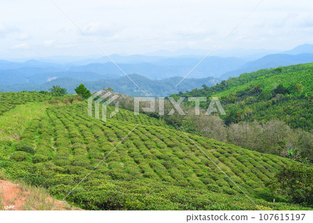 Tea crop in tea hill in Da Lat Vietnam 107615197