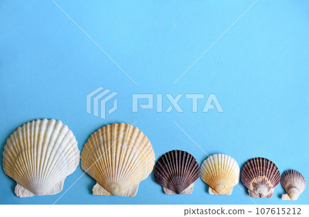 Japanese sea scallop seashells in a row on a blue background. close-up Japanese sea scallop seashells in a row on a blue background. close-up 107615212