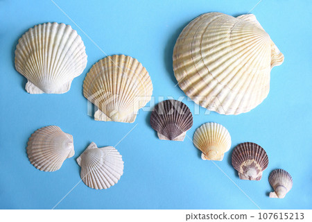 Japanese sea scallop seashells in a row on a blue background. close-up Japanese sea scallop seashells in a row on a blue background. close-up 107615213