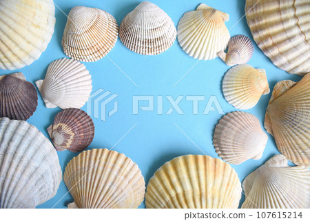Marine frame made of Japanese sea scallop seashells on a blue background. close-up Marine frame made of Japanese sea scallop seashells on a blue background. close-up 107615214