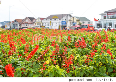 Many Salvia splendens or scarlet sage flowers growing in Da Lat city in Vietnam Many Salvia splendens or scarlet sage flowers growing in Da Lat city in Vietnam 107615219