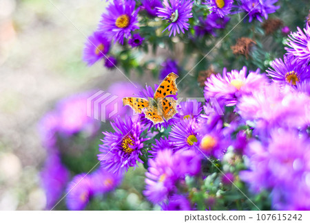 The Comma or Polygonia c-album butterfly on Japanese aster (Kalimeris incisa) 107615242