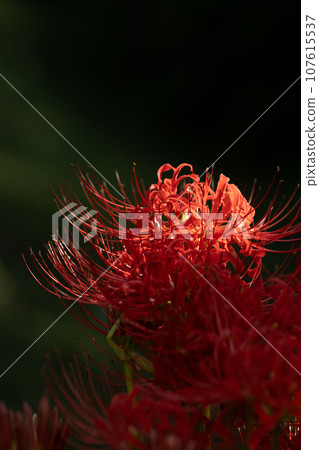 鮮紅蜘蛛百合和秋季圖像的特寫 鮮紅蜘蛛百合和秋季圖像的特寫 107615537