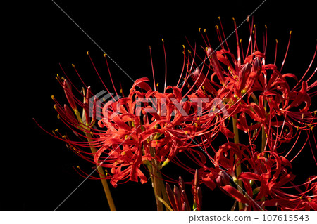 鮮紅蜘蛛百合和秋季圖像的特寫 鮮紅蜘蛛百合和秋季圖像的特寫 107615543